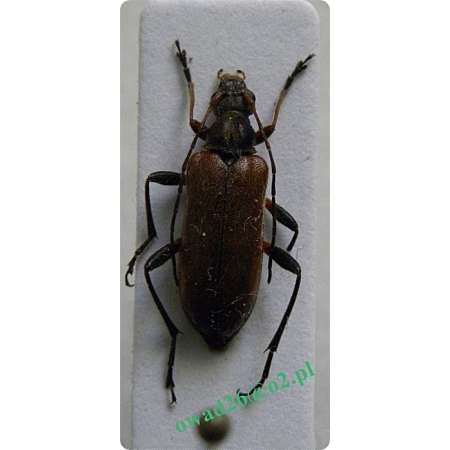 Cortodera femorata (Fabricius, 1787) Ziemioródka skryta